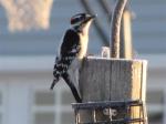 Downy Woodpecker