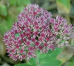 Last of the Sedum