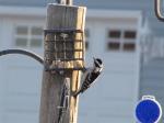 Downy Woodpecker