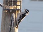 Downy Woodpecker