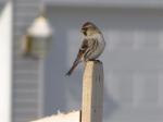 Common Redpoll