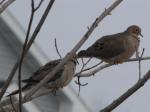 Mourning Doves