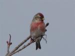 Common Redpoll