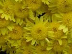 Yellow chrysanthemum close-up