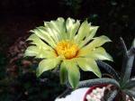 Astrophytum caput-medusae