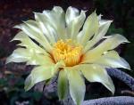 Astrophytum caput-medusae