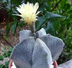 Astrophytum myriostigma