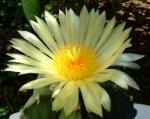 Astrophytum myriostigma 'nudum' 