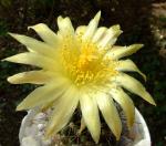 Copiapoa humilis ssp.humilis FR464