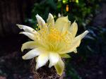 Copiapoa humilis ssp.humilis 'maritima' KK1709