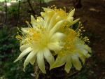 Copiapoa humilis ssp.humilis 'maritima' KK1709