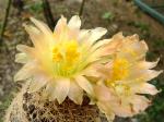 Copiapoa humilis ssp.tenuissima