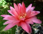 Gymnocalycium baldianum 