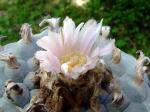 Lophophora williamsii 'texana' 