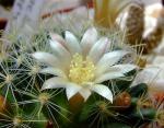 Mammillaria crinita ssp.wildii 