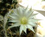 Mammillaria nana ssp.duweii 