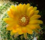 Parodia microsperma 'mutabilis'