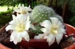 Rebutia albiflora 