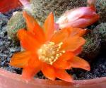 Rebutia heliosa 'condorensis' RH276 