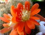 Rebutia kupperiana WR324 