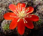 Rebutia spegazziniana 'occidentalis' RH313 