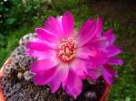 Sulcorebutia rauschii 'rubra' WR289 