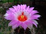 Thelocactus bicolor ssp.bicolor 