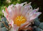 Thelocactus rinconensis 'lophothele' 