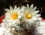 Turbinicarpus schmiedickeanus ssp.dickisoniae 