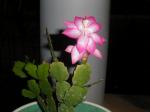 schlumbergera truncata