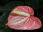 anthurium  - safari