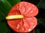 anthurium adreanum