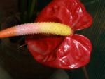 anthurium adreanum