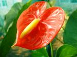 anthurium