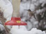 Hummer in winter