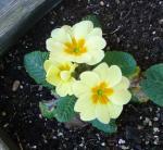 Primrose