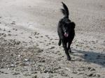 Sassy Running Along The Beach