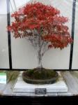 100 year old bonsai maple tree