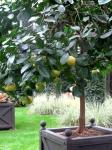 Grapefruit trees