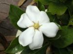 Gardenia