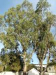 Gum trees in the back yard.