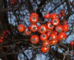 Downy Hawthorn berries