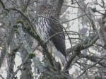 Coopers hawk female.