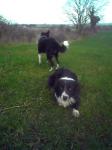 Sheppy & Jinx watch both directions for intruders