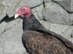 Turkey Vulture