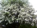 Hawthorn in bloom