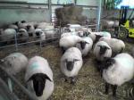 The sheep maternity ward (waiting to give birth)
