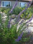 Wooly Blue Curls/Trichostema