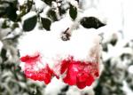 knock out roses in the snow