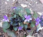 Sweet Violet made it thru the winter